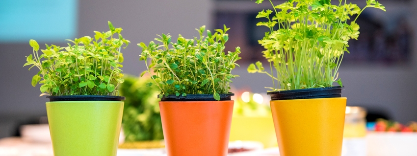 Niektoré bylinky majú schopnosť upokojiť myseľ, podporiť relaxáciu a zdravý spánok.