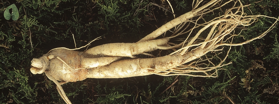 Všehoj ázijský sa nachádza aj v doplnku Zerex Extralong