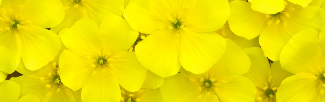 tribulus-terrestris-ucinky