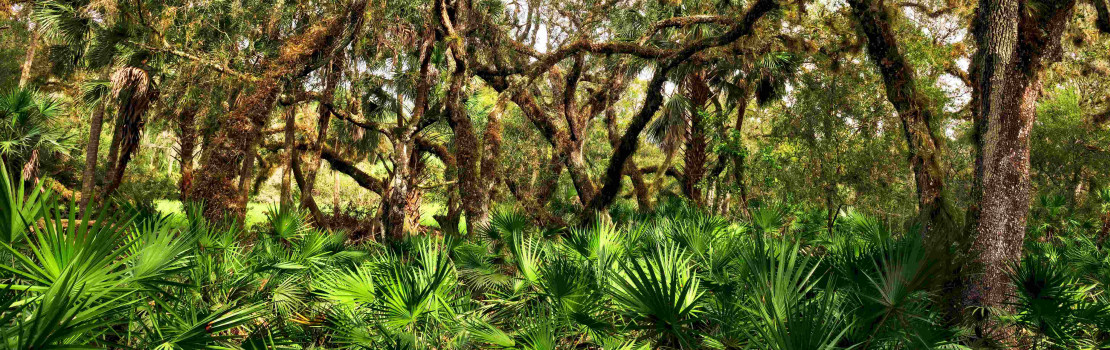 saw-palmetto-ochrankyna-prostaty-a-zdraveho-mocoveho-ustrojenstva