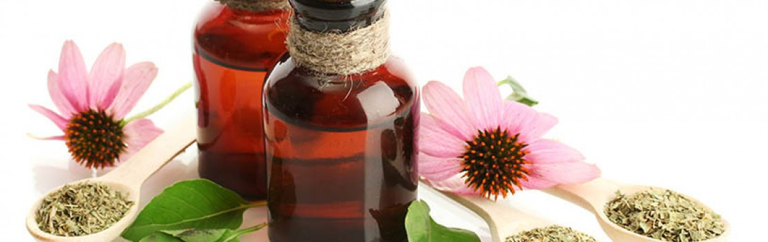 echinacea