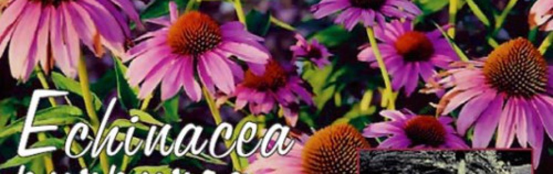 echinacea