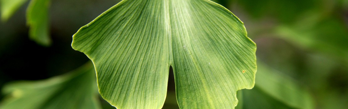 Ginko biloba - aké sú jeho účinky a skutočne zaberá?