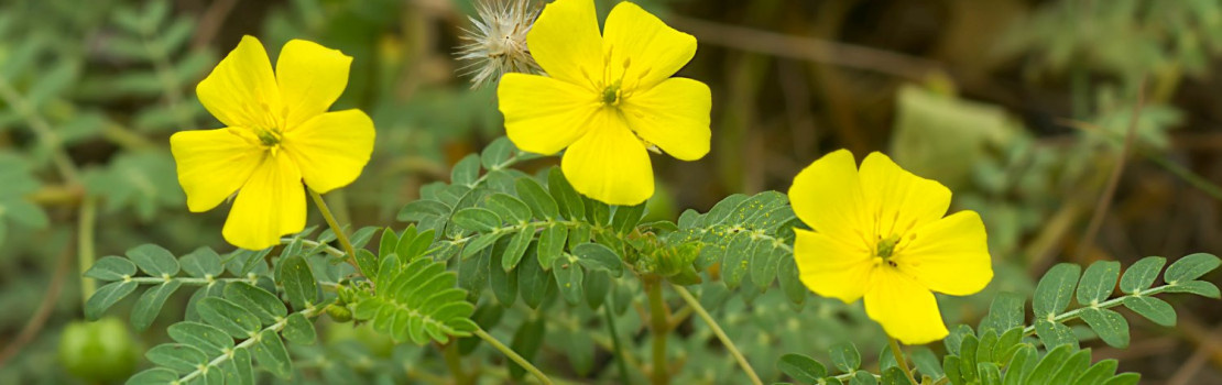 Kotvičník zemný: Dar z prírody podporujúci potenciu a celkové zdravie